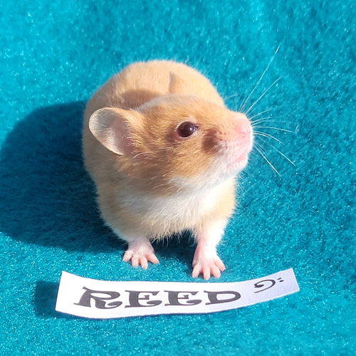 Reed