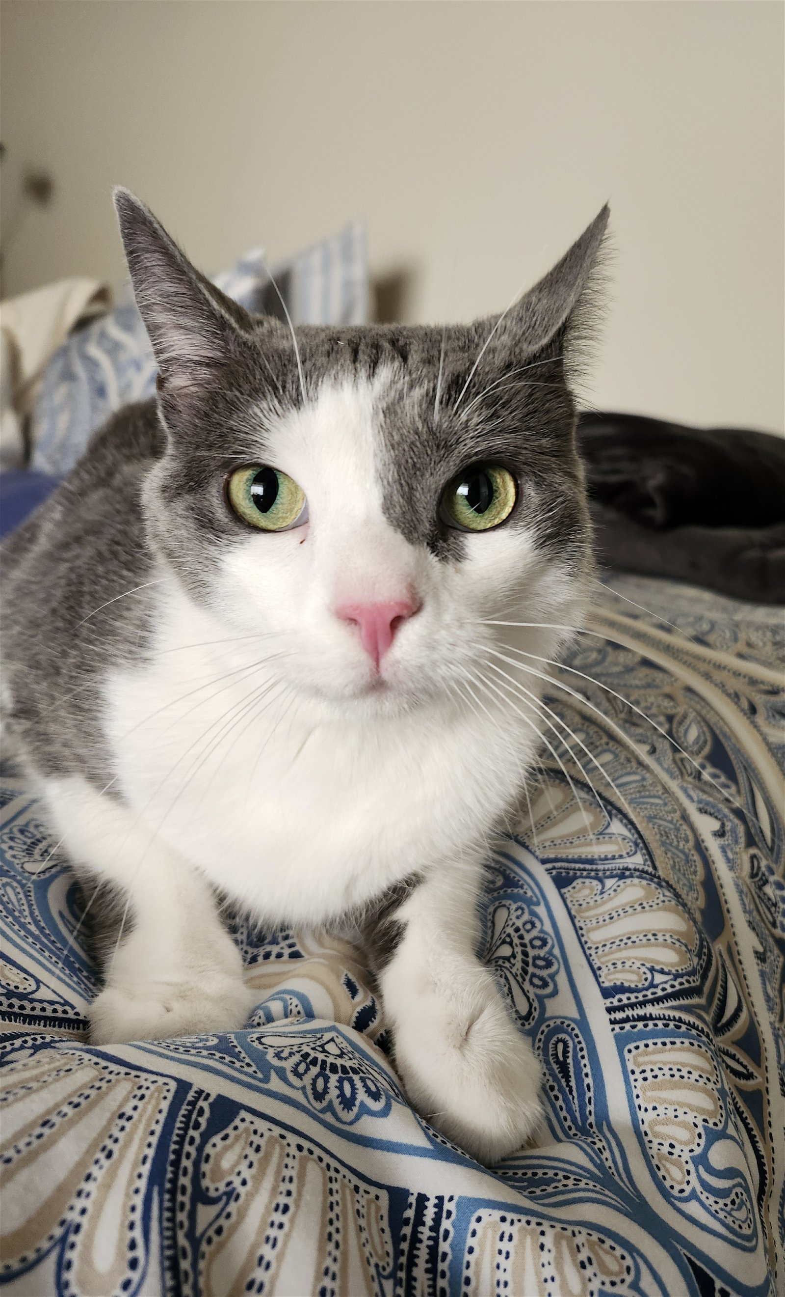 adoptable Cat in Philadelphia, PA named Ivan