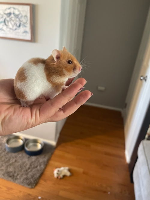 Fiona