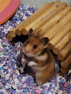 adoptable Hamster in  named Maia