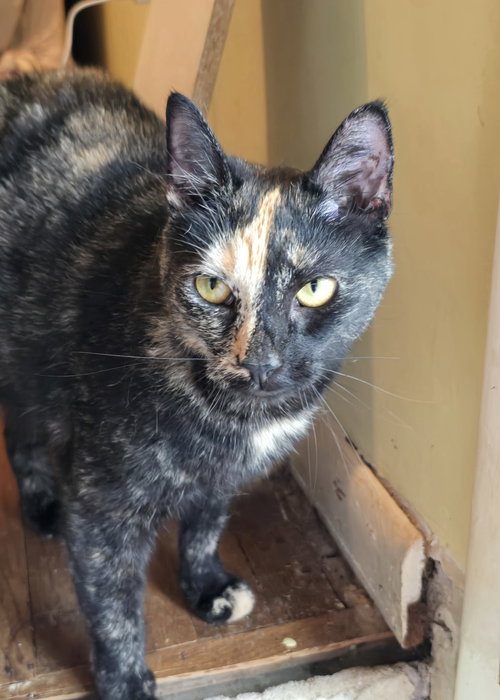 MIA - Domestic Short Hair available for adoption