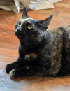 Mia - Photo 4