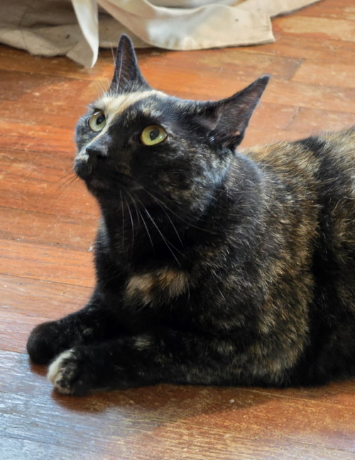 Photo 4 of Mia