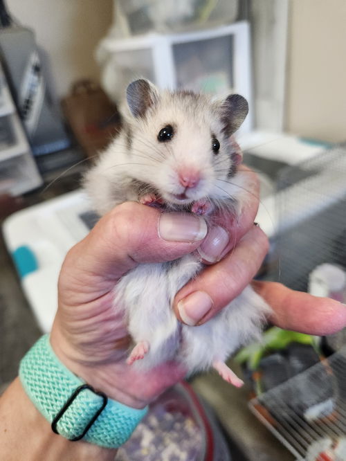Theodore