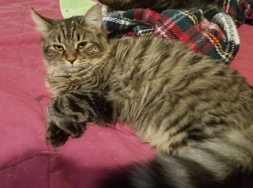 Lucy