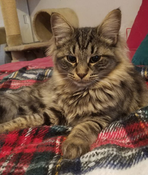 Linus
