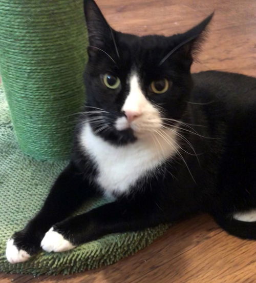 Simon