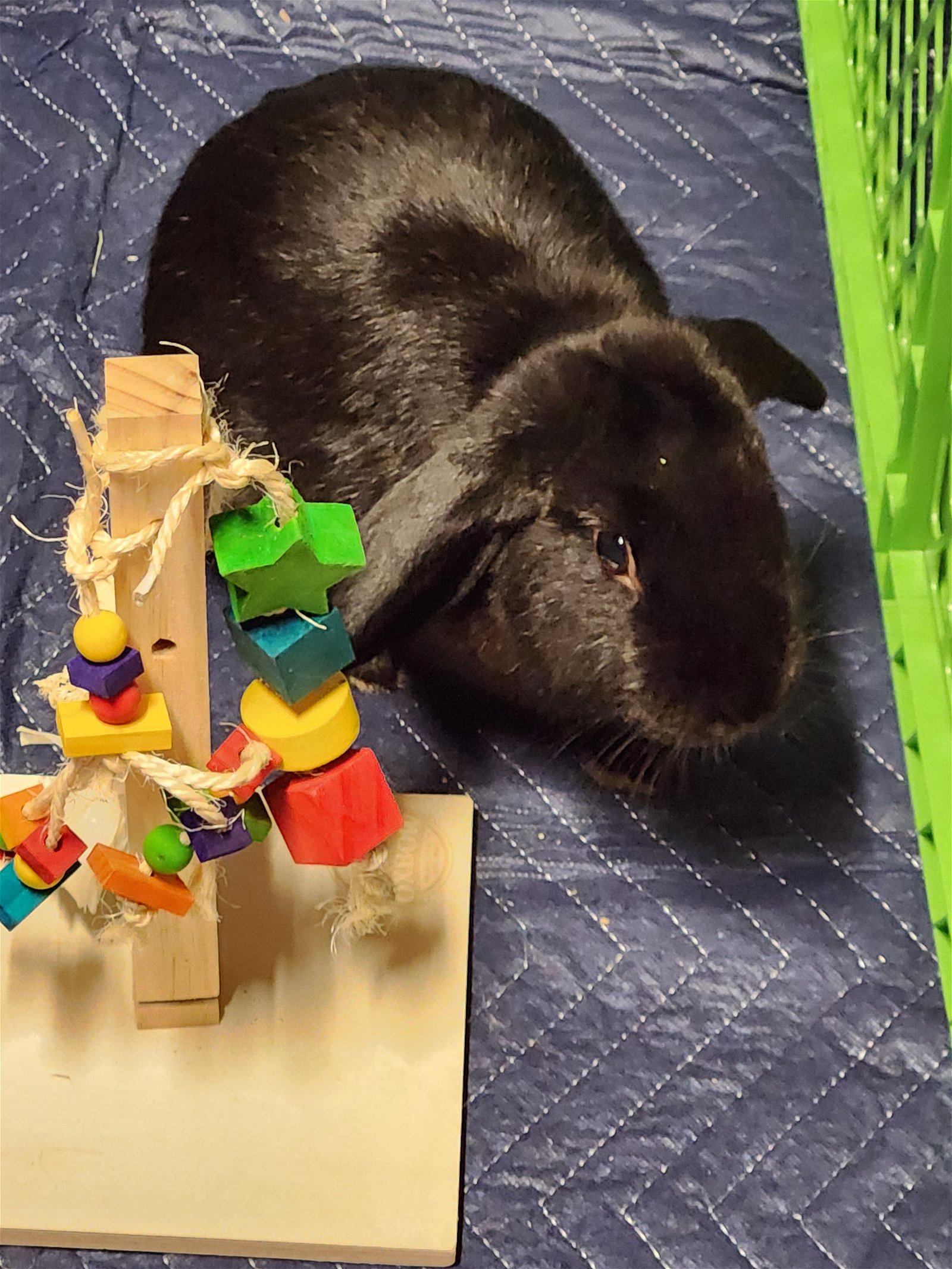 adoptable Rabbit in Philadelphia, PA named Usher