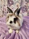 adoptable Rabbit in adel, IA named Vale