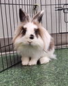 adoptable Rabbit in  named Vale