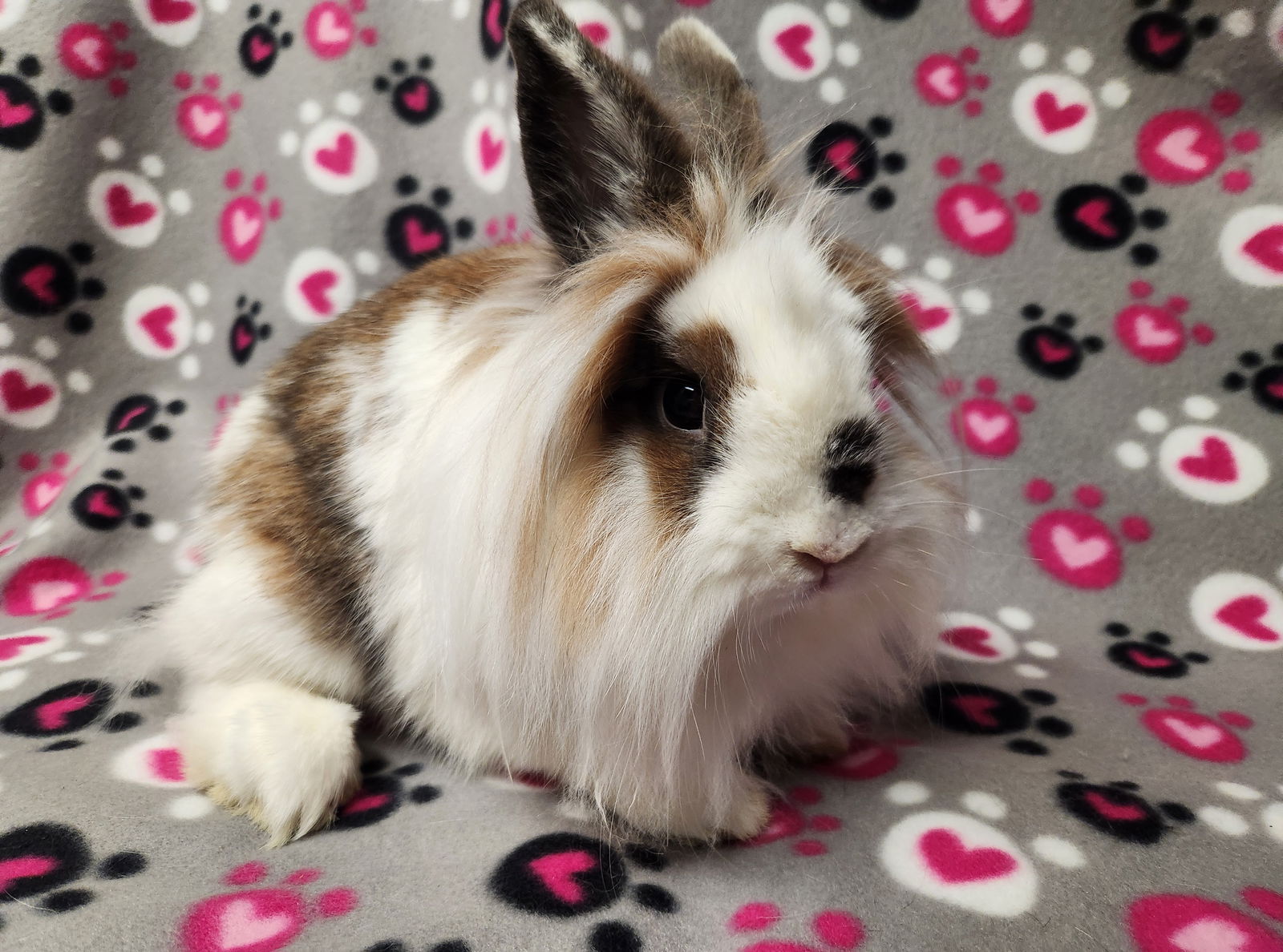 adoptable Rabbit in Philadelphia, PA named Vale