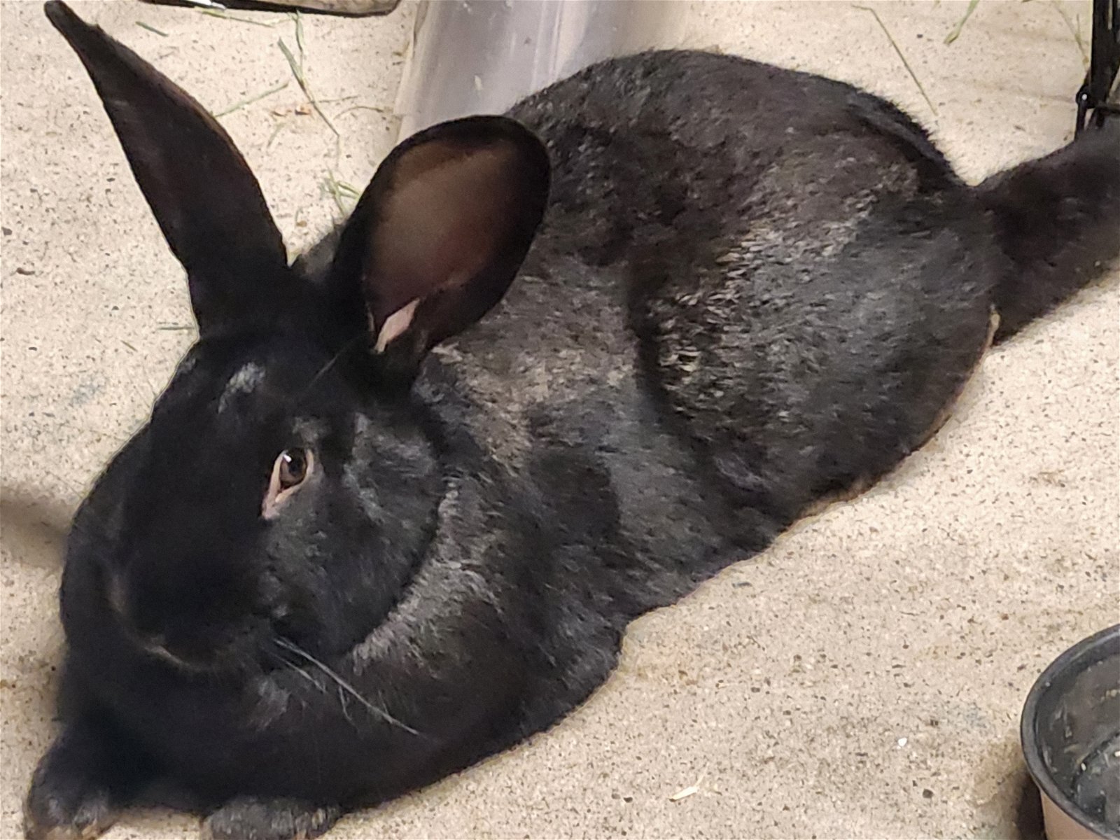 adoptable Rabbit in Philadelphia, PA named Adonis