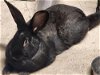 adoptable Rabbit in  named Adonis