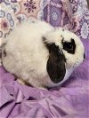 adoptable Rabbit in adel, IA named Ollie