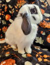 adoptable Rabbit in  named Ollie