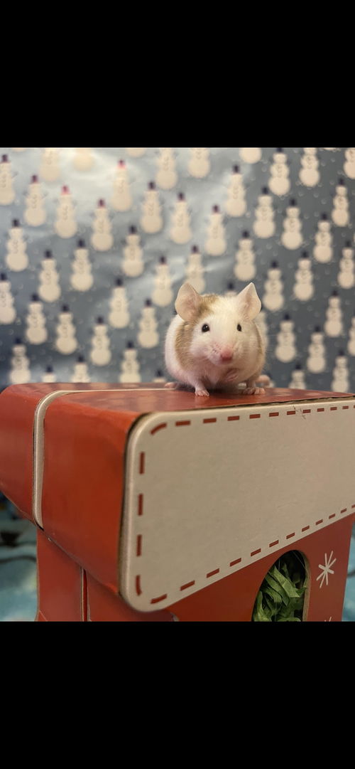Stuart Little