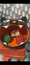 Stuart Little