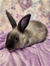 adoptable Rabbit in adel, IA named Danny