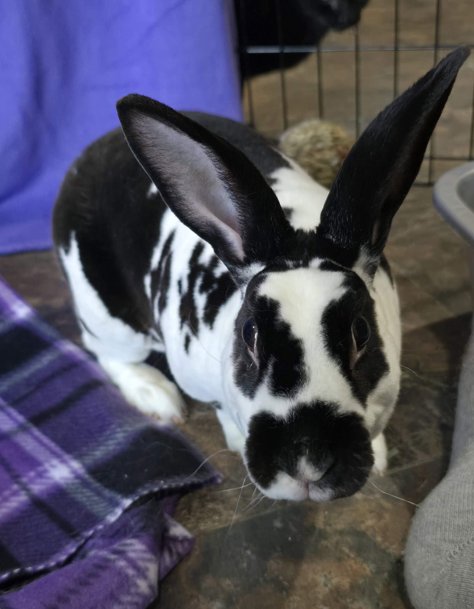 Percephony Rescued WeRescue - Adopt Persephone: Rex in Philadelphia, PA