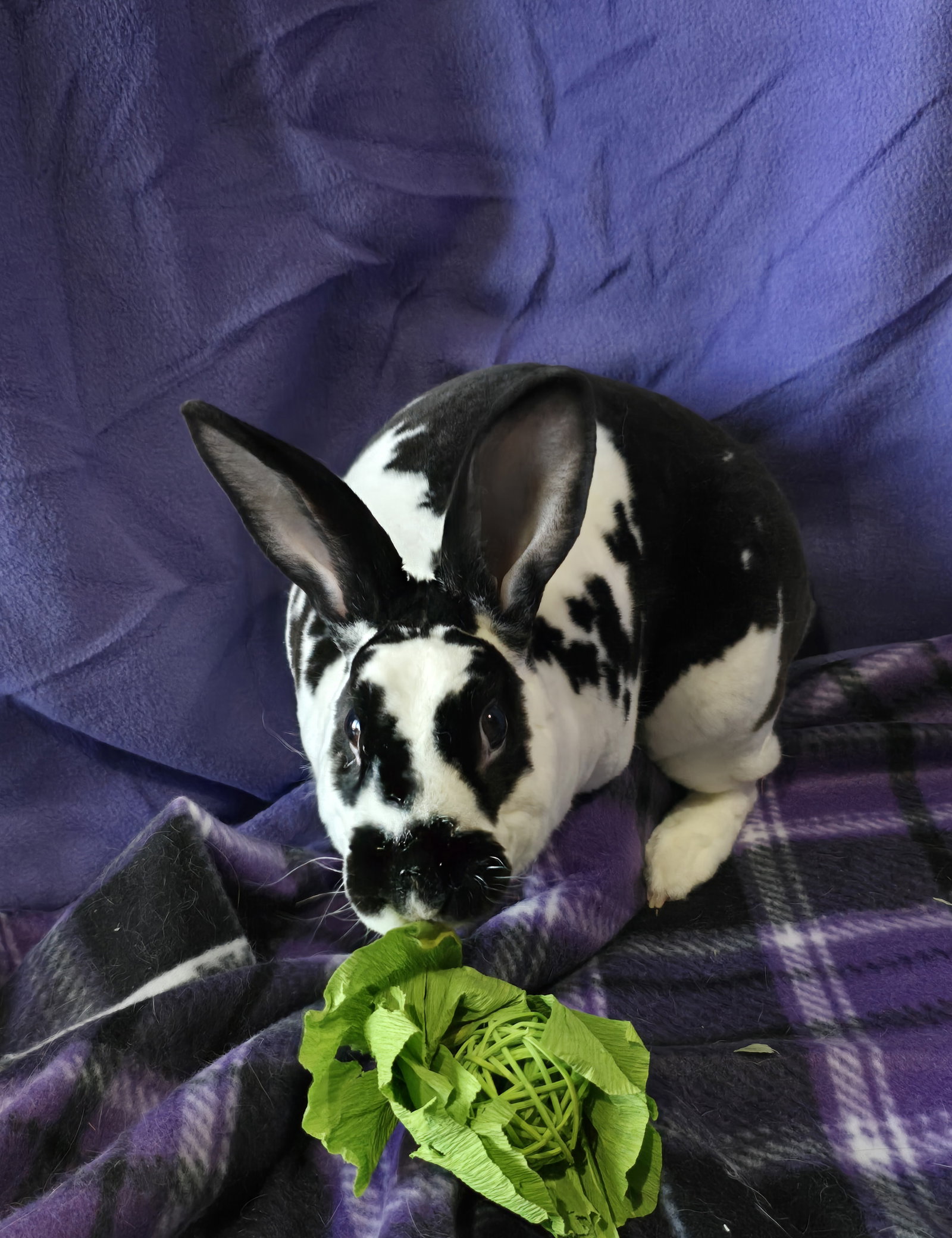 Percephony Rescued WeRescue - Adopt Persephone: Rex in Philadelphia, PA