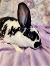 adoptable Rabbit in  named Persephone