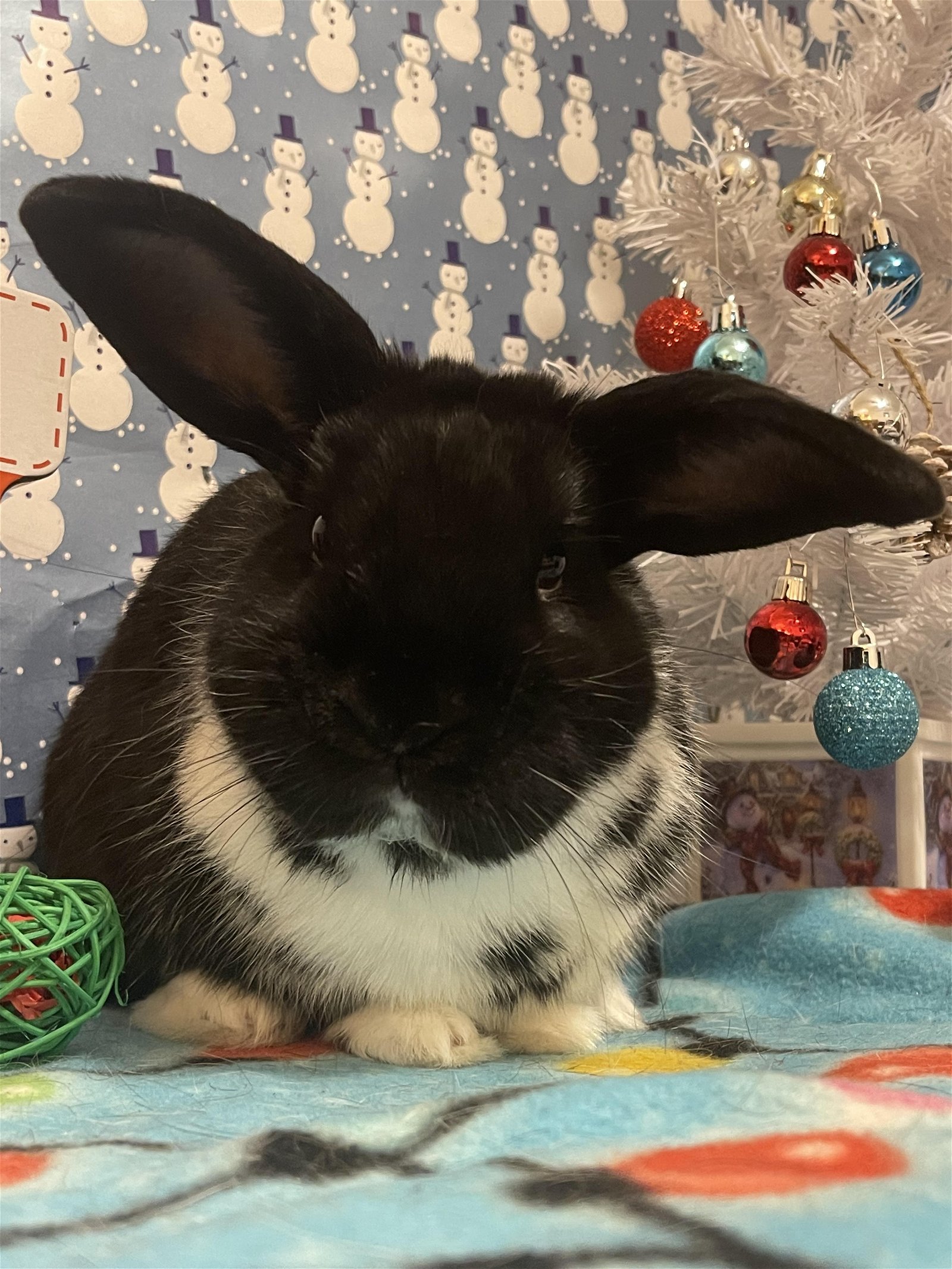 adoptable Rabbit in Philadelphia, PA named Binx