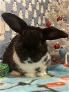 adoptable Rabbit in  named Binx