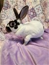 adoptable Rabbit in adel, IA named Charlotte