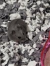 adoptable Hamster in phila, PA named Abe