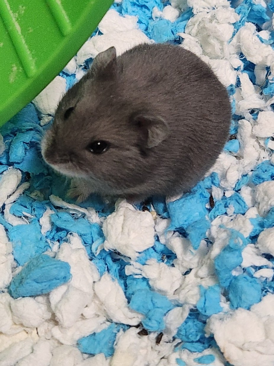 adoptable Hamster in Philadelphia, PA named Addison