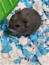 adoptable Hamster in phila, PA named Addison