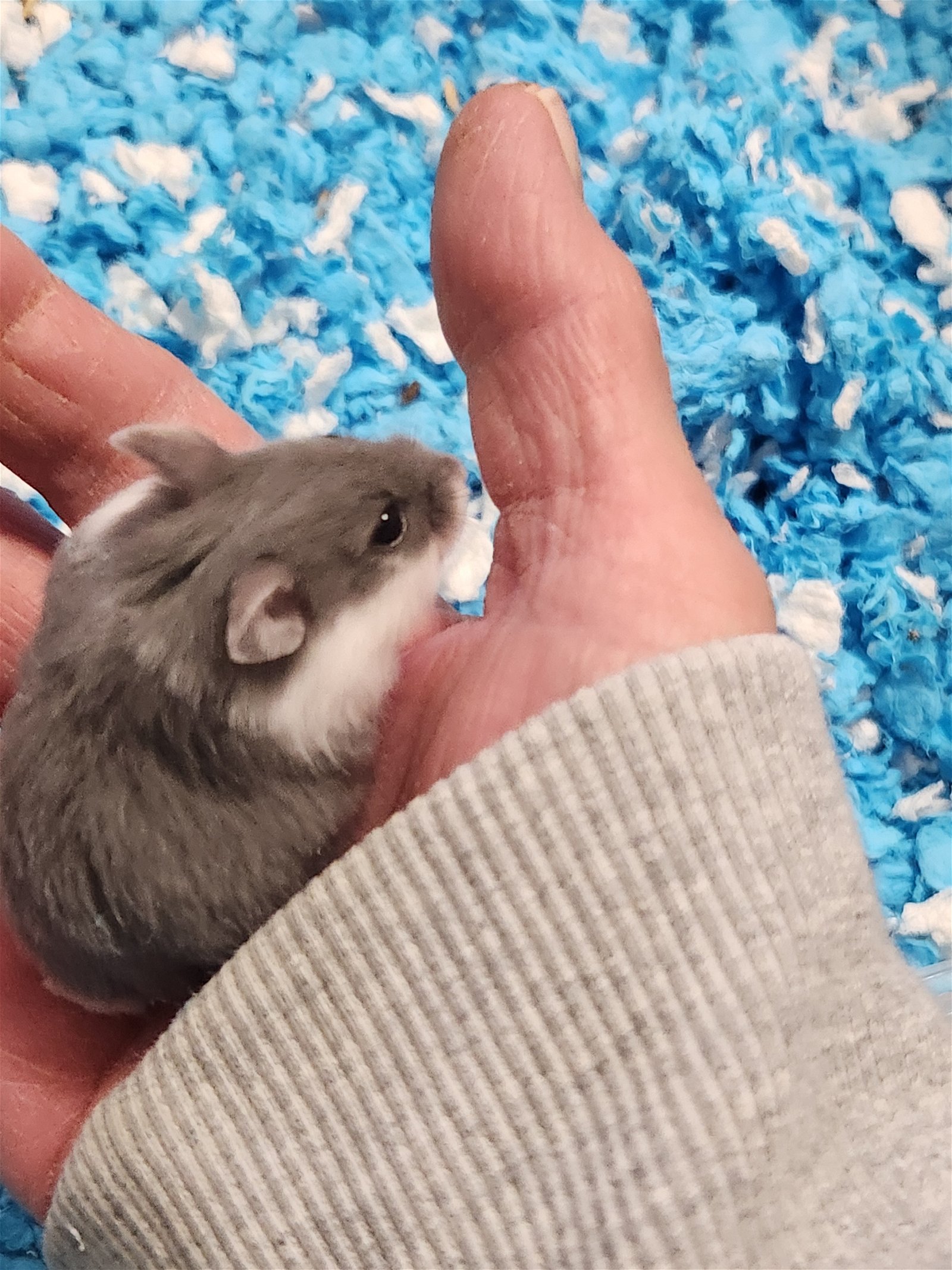 adoptable Hamster in Philadelphia, PA named Allison