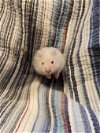 adoptable Hamster in phila, PA named Brewster