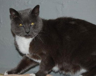 Grey Boy
