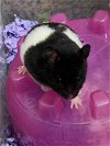 adoptable Hamster in adel, IA named Damian