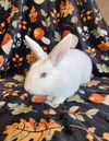 adoptable Rabbit in  named Sullivan