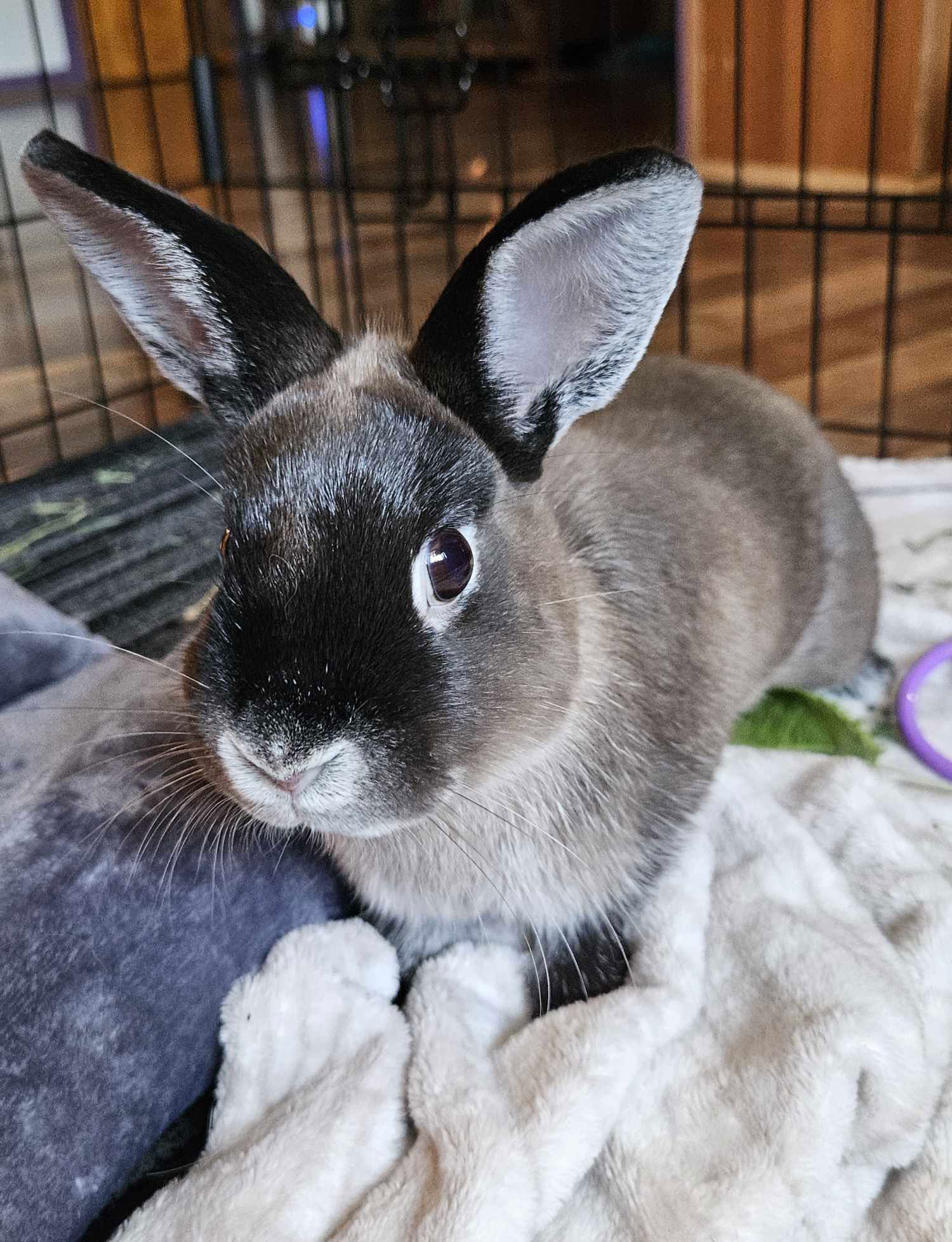 adoptable Rabbit in Philadelphia, PA named Cody