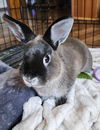 adoptable Rabbit in  named Cody