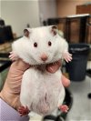 adoptable Hamster in  named Pan