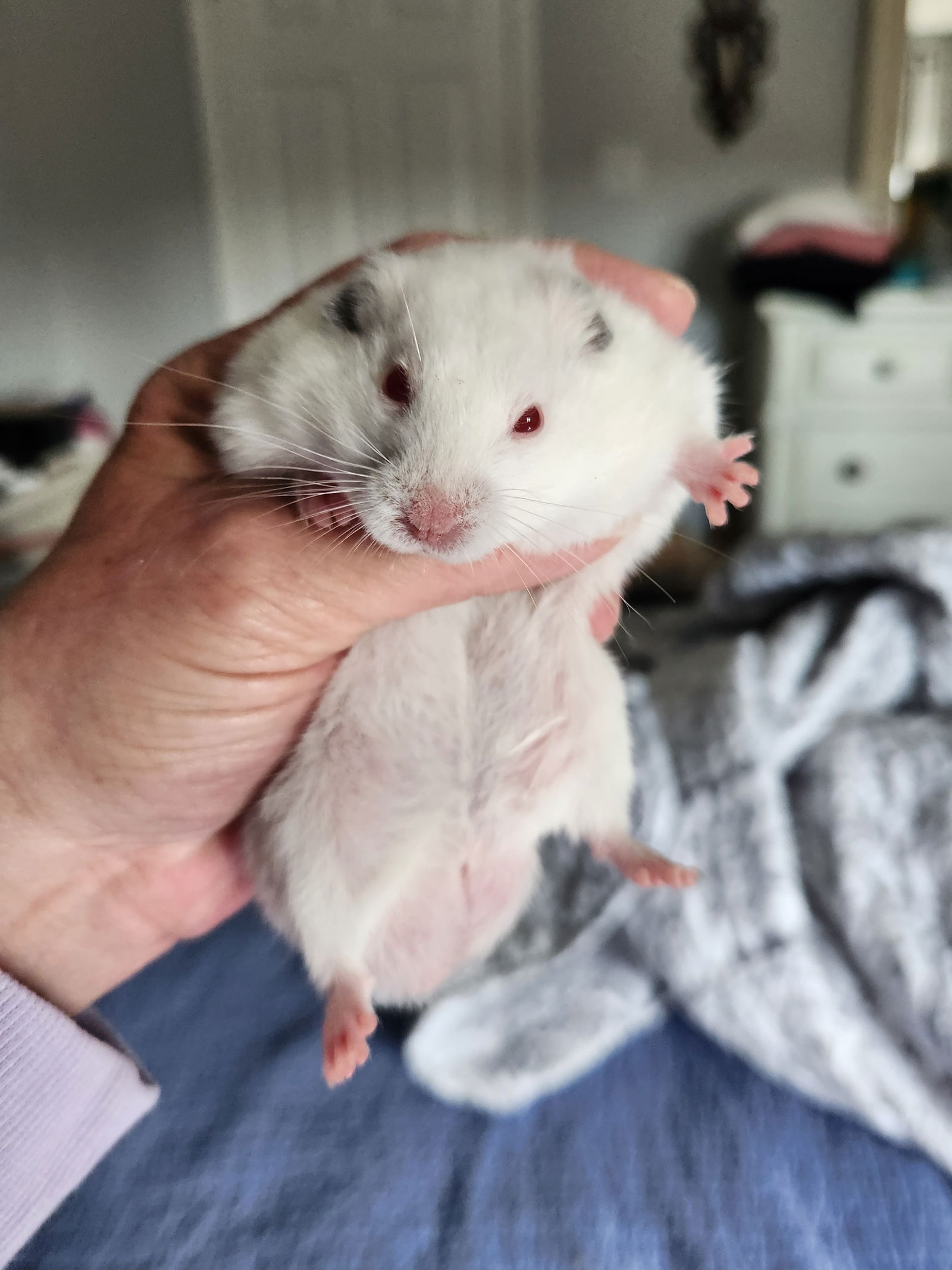 adoptable Hamster in Philadelphia, PA named Didy