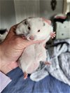 adoptable Hamster in philadelphia, PA named Didy