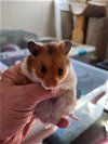 adoptable Hamster in  named Hoggle