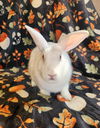 adoptable Rabbit in Philadelphia, PA named Addyson