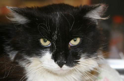 Elvis
