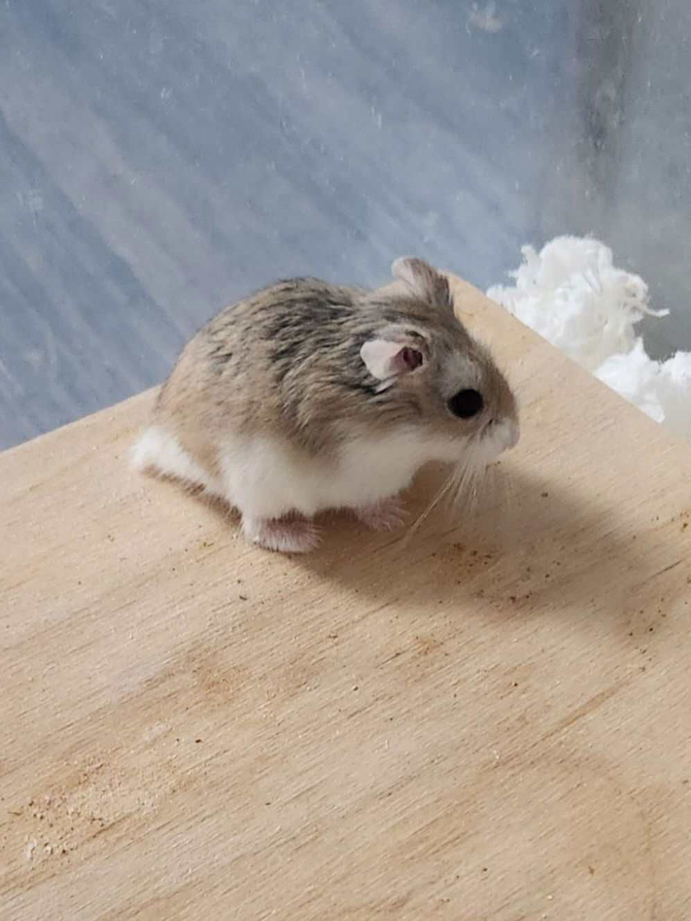 adoptable Hamster in Philadelphia, PA named Syrup