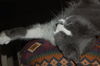 Louie *Video*