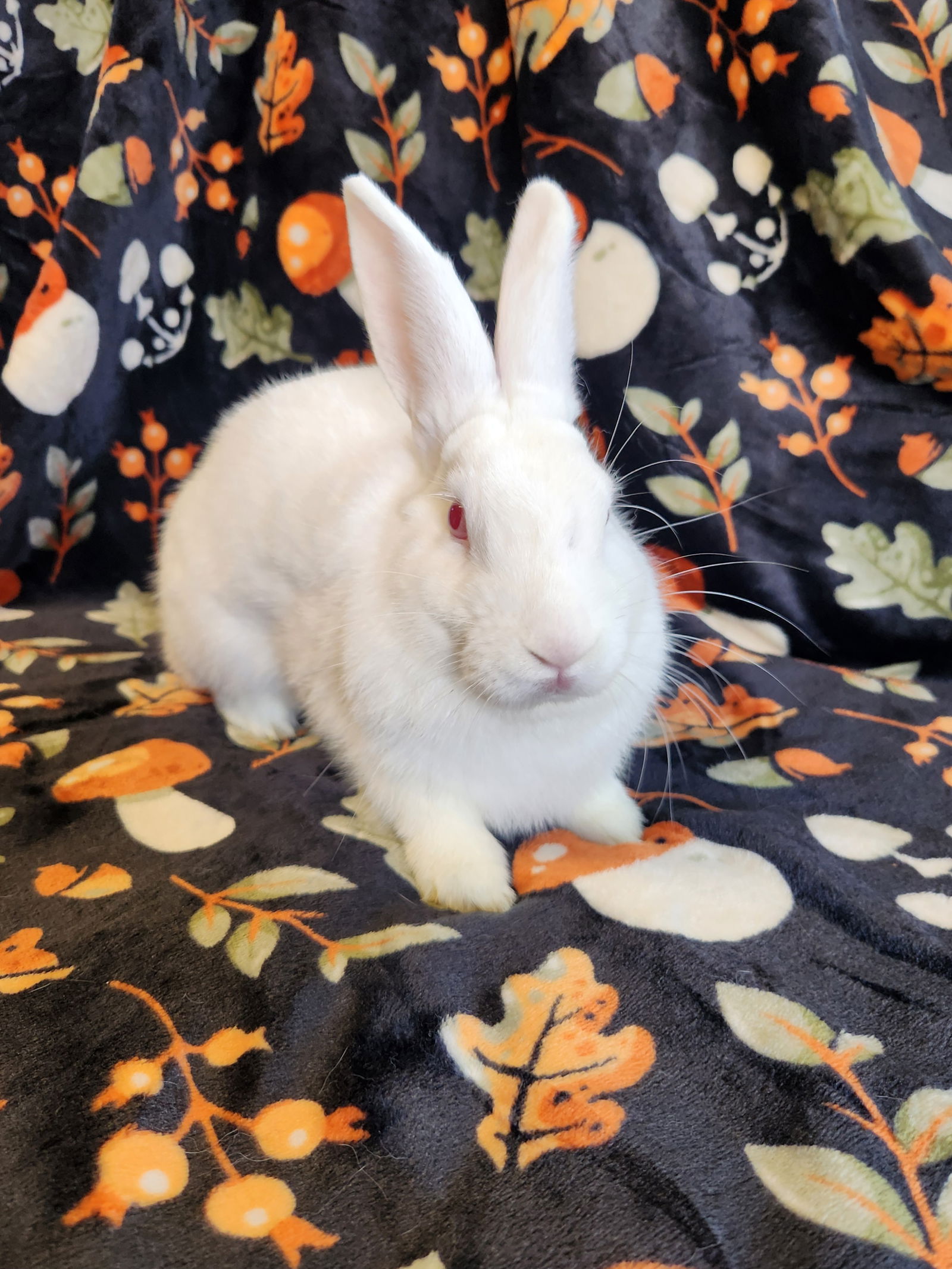 adoptable Rabbit in Philadelphia, PA named Isaac