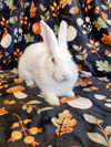 adoptable Rabbit in , PA named Isaac