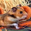 adoptable Hamster in  named Sid