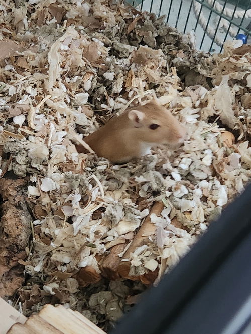 Pip